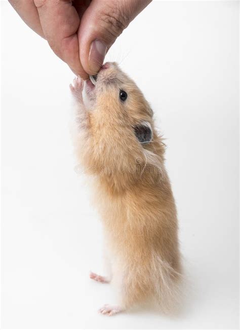 pet hamster stock image image  fluffy sungorus