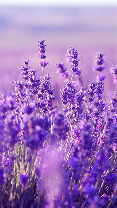 lavender aesthetic wallpapers wallpaper cave