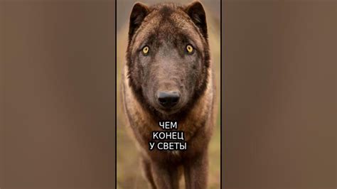 Ауф брат - YouTube