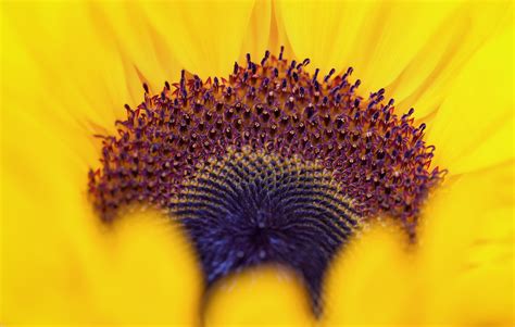 Closeup, Sunflowers, HD Wallpaper | Rare Gallery
