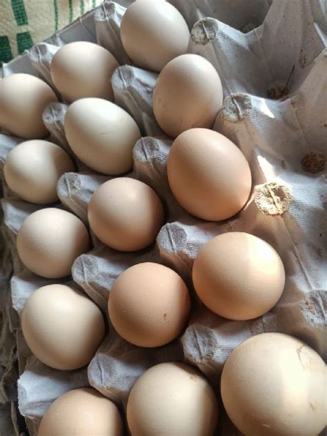 Kadaknath Chicken Eggs at Rs 30 in Bilaspur HP - ID: 6319220 | Kumar ...