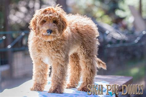 How Big Does An Australian Labradoodle Get