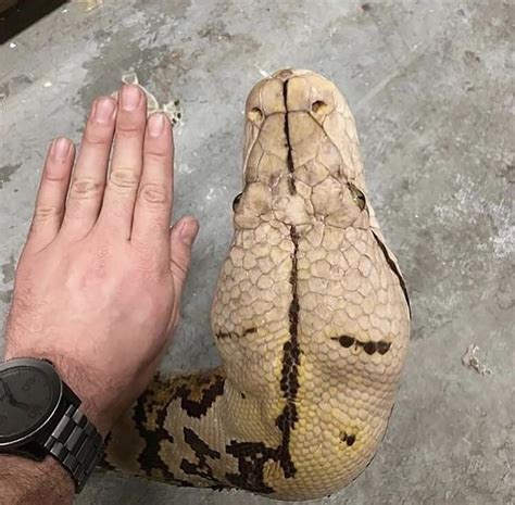 Very Huge Finds | Others