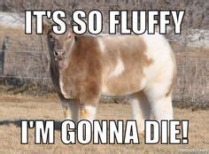 29 Fluffy Cows! ideas | fluffy cows, cute cows, cow
