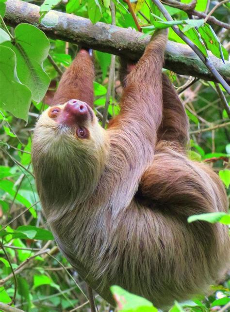 Slow, sleepy and covered in algae: beloved sloth experience coming back to Louisville Zoo | News ...