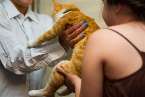 how to tell if your cat is dying 4