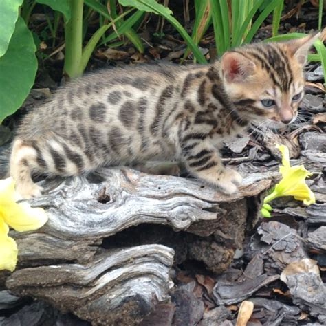bengal-kitten - Queen City Bengals Cattery