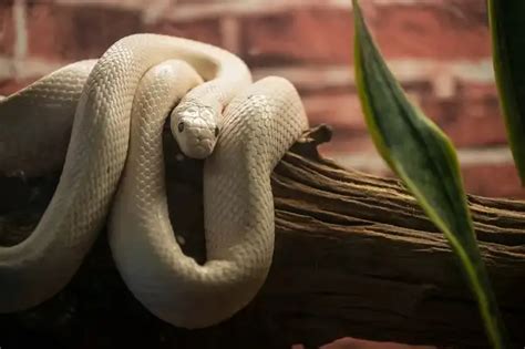 Texas Rat Snake - Facts, Size, Diet, Pictures - All Animal Facts