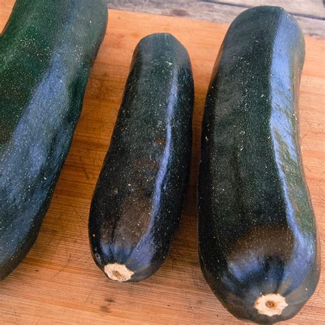 Organic Zucchini Seeds: Non-GMO, Certified Organic Heirloom Varieties