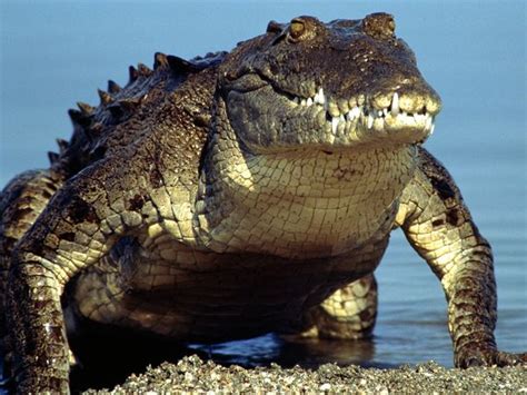 American Crocodile - Facts, Habitat, Pictures, and More