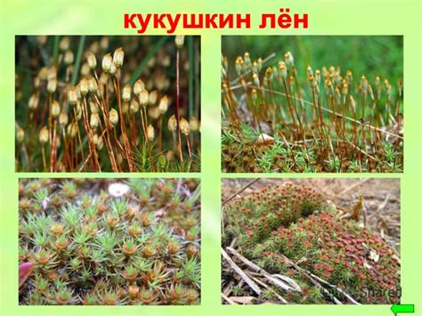 Презентация на тему: "Низшие растения Высшие растения водоросли ...