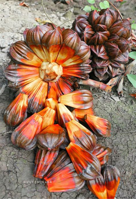 ghim cua rosalia casas  tren fruits frutas trai cay cay  tuong
