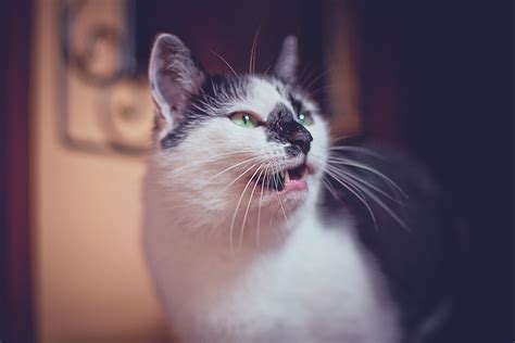Безплатна снимка : бял, животно, козина, коте, черно, наблизо, нос ...