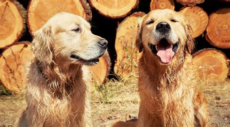 American Golden Retriever: Detailed Information About Them