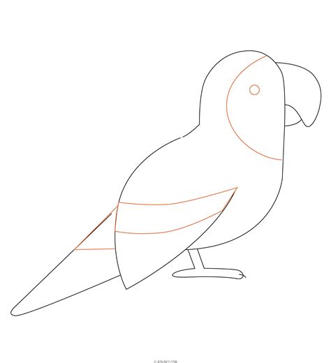 Как нарисовать попугая поэтапно? 🖌 Рисунки карандашом поэтапно