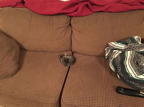 Tiny lil bug. - Imgur | Cuteness overload, Funny cats, Tiny