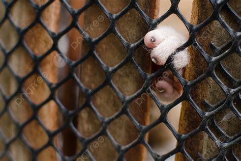 foto kukang gambar  background   gratis pngtree