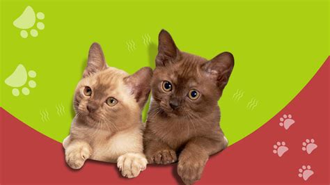 Maxx Pet Clothing on Behance