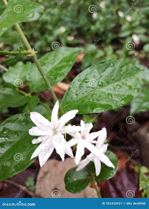 Jasmine Flower with Rain Drops Stock Image - Image of food, petal