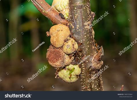 1,450 Plant Tumor Images, Stock Photos & Vectors | Shutterstock