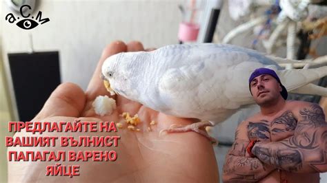 ПРЕДЛАГАЙТЕ НА ВАШИЯТ ВЪЛНИСТ ПАПАГАЛ ВАРЕНО ЯЙЦЕ а.С.м - YouTube