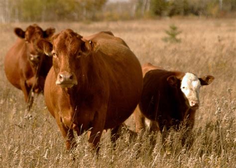 Feeding the pregnant beef cow - Canadian Cattlemen