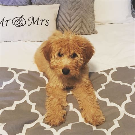 Love our sweet Winnie The mini doodle | Dog love, Mini doodle, Winnie