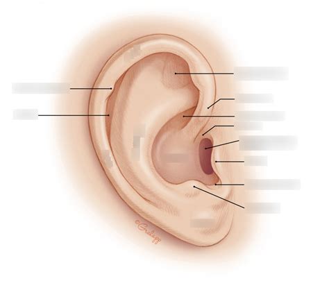 Anatomy - The Ear - The Auricle Diagram | Quizlet