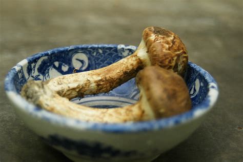 Гриб Мацутакэ (Tricholoma) - цена до 40.000 рублей за 1 кг