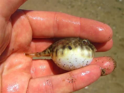 Nature on the Edge of New York City: Baby Puffer in Lower New York Bay
