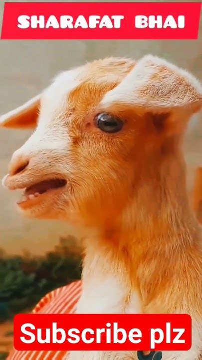 goat talk sharafat bhai youtube
