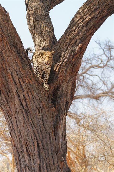 Leopard Standing In Tree - Wildlife Photography Prints For Sale
