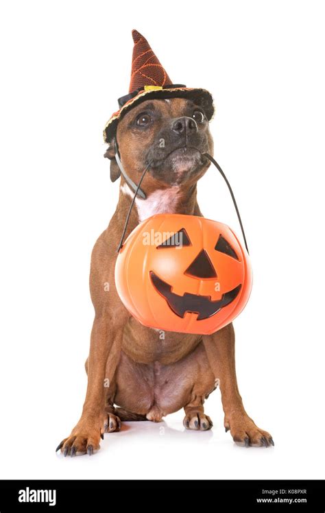 staffordshire bull terrier in front of white background Stock Photo - Alamy