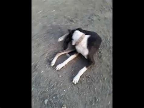 Dog masturbation - YouTube