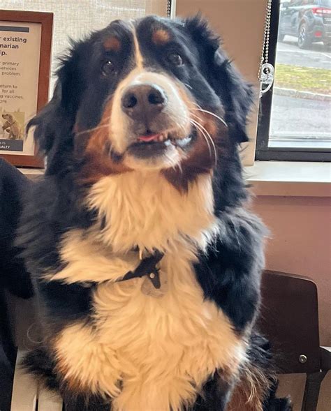 Katonah Bedford... - Katonah Bedford Veterinary Center