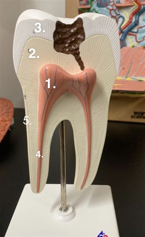 tooth   diagram quizlet