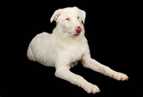 Lethal White Australian Shepherd: Does it Exist? Myths Unveiled | Hepper