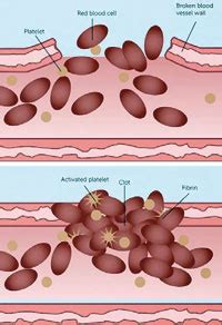 itp print edition  sunday times sri lanka