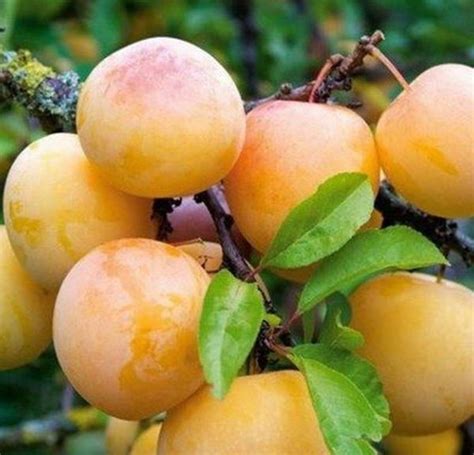 Ренклод Колхозный Описание Сорта Фото – Telegraph