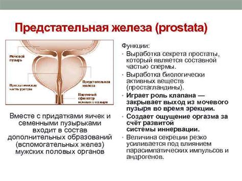 ПРОФИЛАКТИКА СОЦИАЛЬНО ЗНАЧИМЫХ СОСТОЯНИЙ У МОЛОДЫХ ЛЮДЕЙ