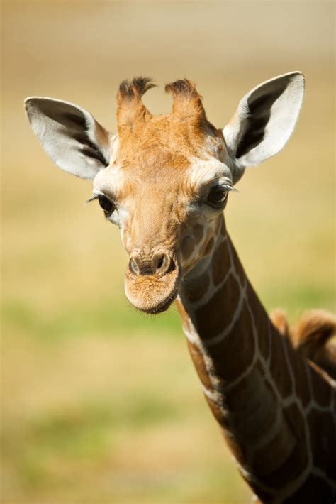 Riverbanks Zoo and Garden | Columbia SC