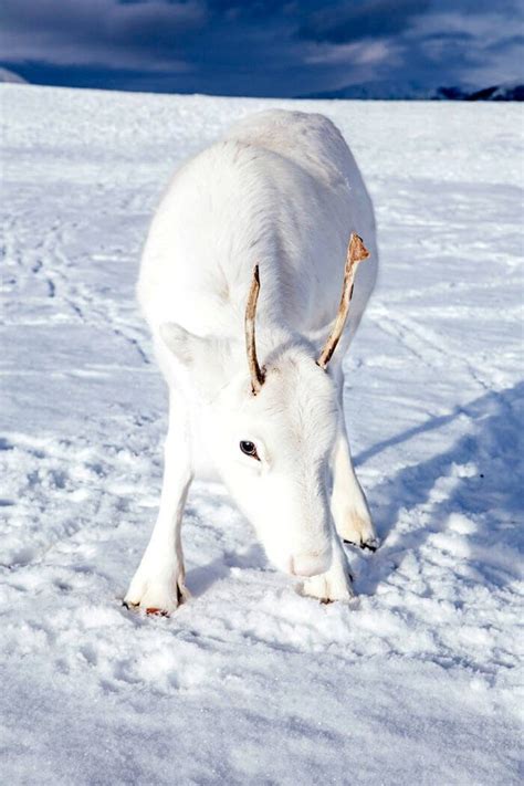 Rare White baby reindeer : aww