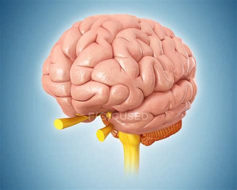 normal human brain brain folds nervous system stock photo