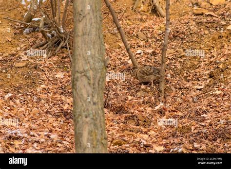 Camouflage bird woodcock. Brown dry leaves and white snow background ...