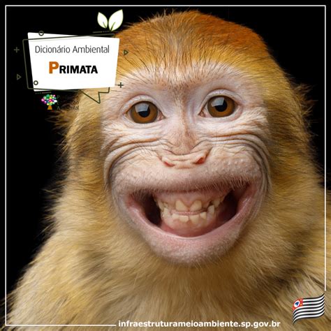 O Que Significa Primatas - Tipos De Primatas Como O Cacau Agroecológico Pode Salvar Um