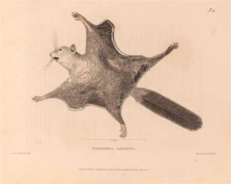 Hylopetes lepidus - Facts, Diet, Habitat & Pictures on Animalia.bio