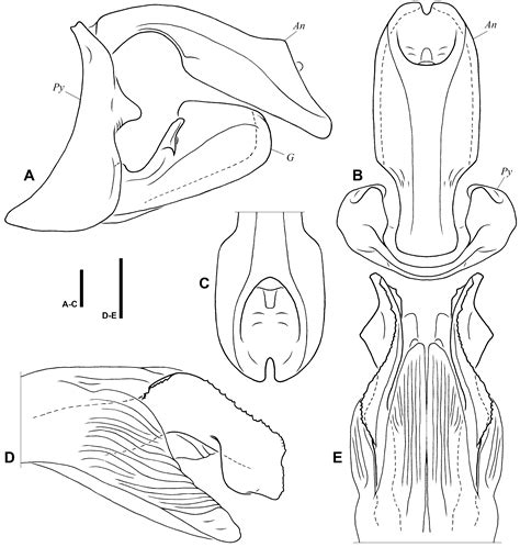 Fig. 11 in The Lanternfly genus Polydictya (Hemiptera: Fulgoromorpha