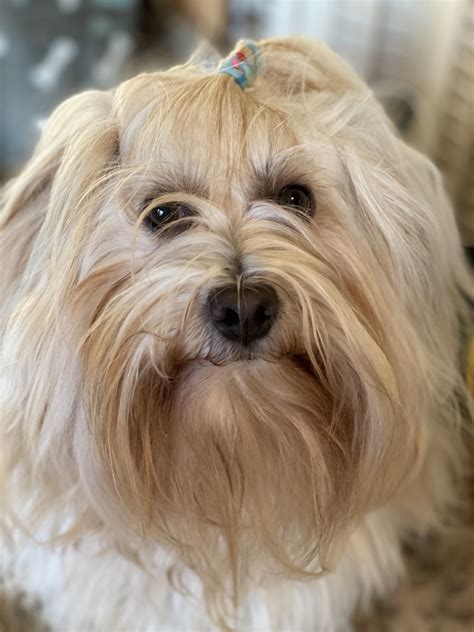 Available Older Havanese — Dayspring Havanese