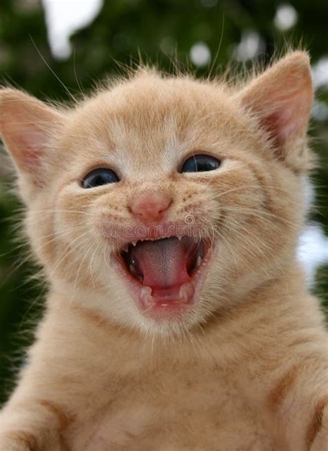 mad kitten face