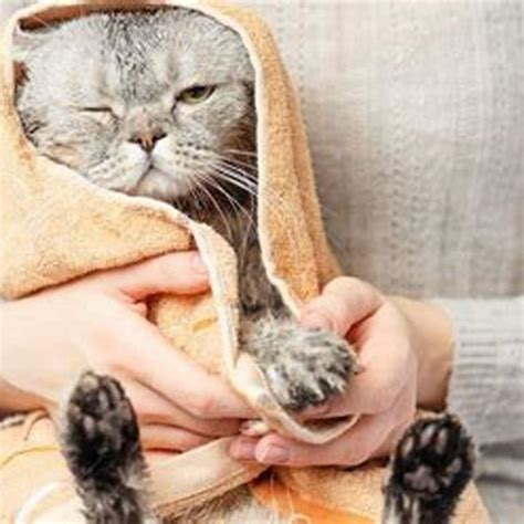 10 Surprising Animals That Cats Fear (And Why!) - Hunter Games Magazine